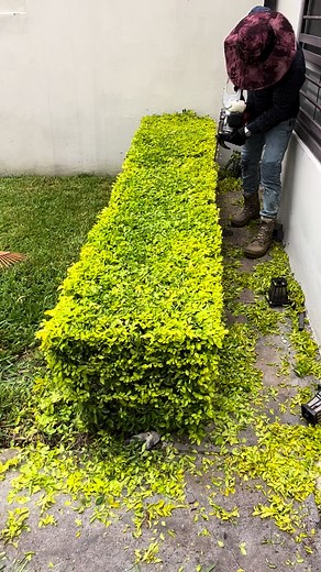 Tips de jardinería para principiantes con Duranta