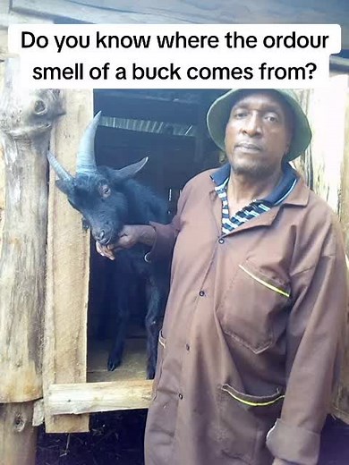 #foryouofficialpage #trending #foryourpage #dairygoatfarming#mugambowamurimi #smartfarming #kilimobiashara #dairyfarming