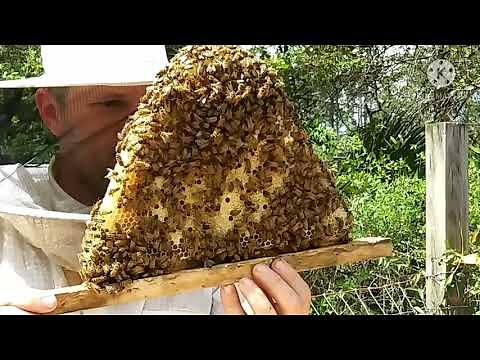 Splitting a Crowded Top Bar Hive