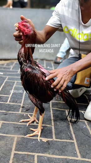 8K views · 173 reactions | Bodyguard 1st win at colorado Tumakbo umiiyak ang matanda walang damit #sonofBerdugo | Gat SuperCock | Facebook