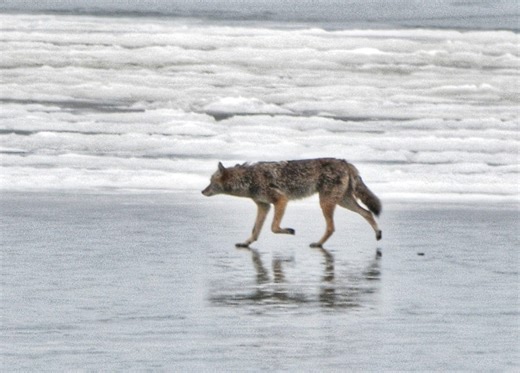 PET ALERT: Coyote mating season hits NE Ohio