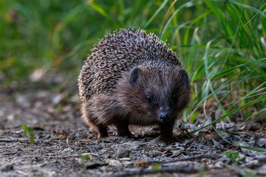 Here’s the simple tennis-ball trick that helps hedgehogs survive winter - Netmums