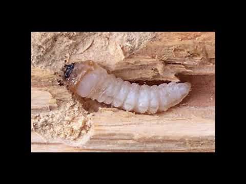 BRUIT LARVE CAPRICORNE INSECTE