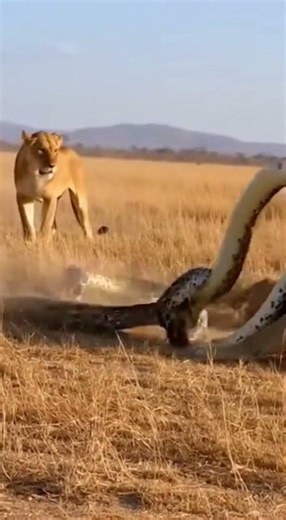 Lion fights giant python. #animals #lion #python