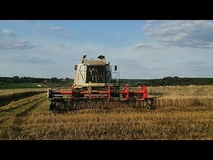 Moisson du blé et du tritical pois bio 2/3