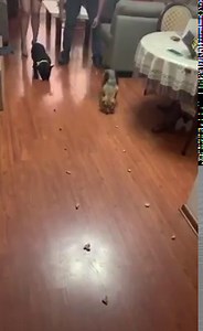 Beagle vs Bulldog Treats race...😂🙈❤️🐶 You know before you watch what’s gonna happen haha. Credit : TikTok Luigicaffotemoche | Beagle Universe