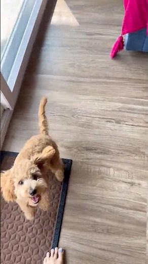 Maltipoo barking sound #dogshorts #dollarthemaltipoo