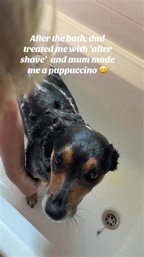 Arthur the doxie pin on TikTok