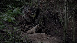 Fox Cubs Playing Around Their Den in the Wild