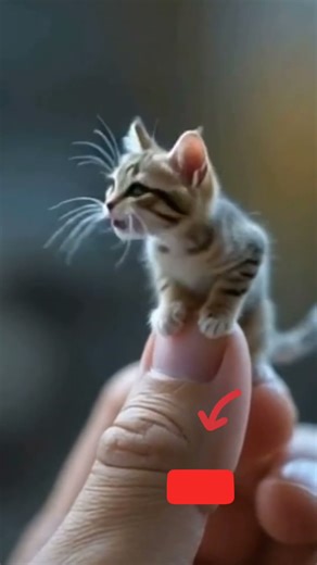 🐾 The World’s Smallest Kitten Ever! 😱💖 You Won’t Believe Your Eyes! 🐱✨