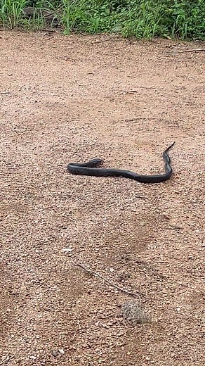 6.7K views · 114 reactions | Good day to be an indigo snake, bad day to be a frog. Video: An indigo snake with a frog’s legs hanging out of its mouth/USFWS | Santa Ana & Lower Rio Grande Valley National Wildlife Refuges | Facebook