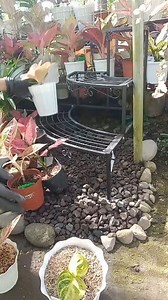 102K views · 1.1K reactions | Gardening ideas with plant rack華 #aglaonema #plantita #garden #plants #gardening #highlight #everyone | France Colinares | Facebook