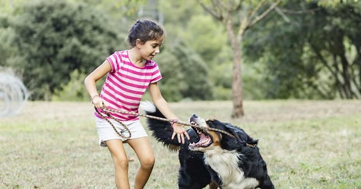 Morsure de chien : symptômes, conduite à tenir pour éviter l'infection, que faire ?
