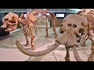 Dwarf Elephant Odyssey?