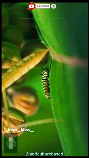 Development of insect life cycle.The four stages are egg, larva, pupa and adult.