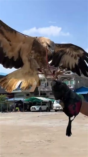 EAGLE TRAINING & FEEDING 🍗♥️🦅 #wildlifeentertainment #birdhunting #eagle #eagleflying #wildlife