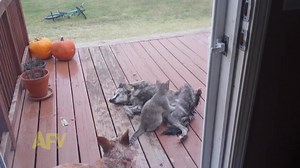 4.5M views · 25K reactions | Well you don't see this every day. | America's Funniest Home Videos | Facebook