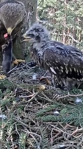 [ E#489 ] - Review bird nest family daily life in their nest | Review mother birds bring food to feed her chicks in the nest!! #reviewbirdnest #birdslover #naturelovers #birdsounds #birdschirping #birdsofinstagram #birdlife #birds #birdswatching #birdsnest #wildbirdsphotography #birdsforest | Bird Plus Nature