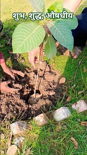 Planting a Kadam tree/कदंब का पौधा #nature #ayurveda