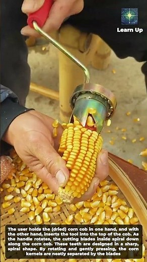 How people process dried corn in the countryside