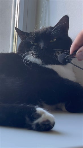 Cute Cat purring for relaxation and deep sleep. Cute Cat purring ASMR. Cat Purr. Sweet Cat Purr 05