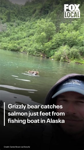 A fishing guide in Soldotna, Alaska, captured the incredible moment a mother grizzly bear wandered up beside his boat, snagged a salmon from the water and devoured it just inches away. The guide said his clients were