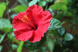 How To Grow And Care For Summer-Blooming Hibiscus