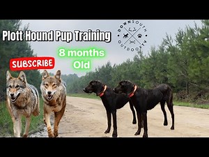 Bear Plott Hounds Training | 8 Months old | Eastern NC |
