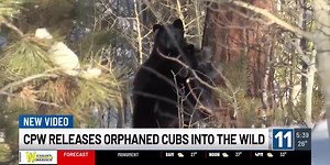WATCH: 5 orphaned bear cubs found in southern Colorado released into the wild