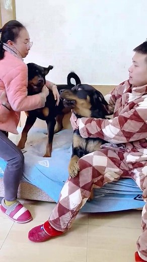 33K views · 1K reactions | The blood suppression from the tiger, this time it’s useless even if the big brother holds me  #dog #dogfunny #yituo | Dog Yi Tuo | Facebook