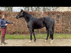 TRIPLE THREAT - Étalon au Haras des Rouges Terres - Louis Baudron