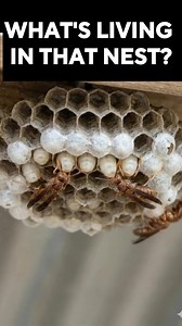Before you grab that spray can... 🐝 Those paper wasps under your eave aren't just squatters - they're your garden's security team. Each one of those open cells contains a larva that will become an adult wasp hunting caterpillars, flies, and other garden pests all summer long. Here's the thing most pest control companies won't tell you: If that nest isn't directly over a walkway or entrance where people will bump into it, LEAVE IT ALONE. Paper wasps (Polistes species) are non-aggressive when und
