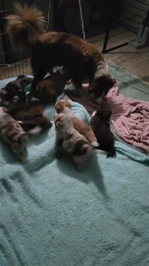 Five months ago today Summer and Chisel had 8 beautiful bundles of fluff with huge personalities. Thank you to everyone that has loved and cared for your babies | Sky & Chisel family | Facebook