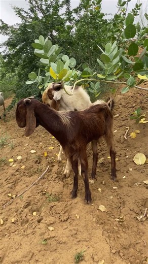 #goat #animalsounds 🤣sounds 🤣styles