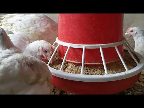 How to Install Chicken Feeders 8KG. Best Feeder for Growing Chickens