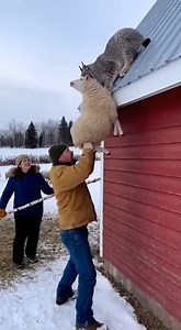 Lynx Attack on the Farm — Brave Couple Saves Their Sheep! #lynxattack #sheeprescue #wildanimals #shockingmoment #animalattack | Lifeline Souls
