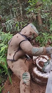 41K views · 414 reactions | Nature's buzzing orchestra in action #honey #bee #honeybee #ForestHoneyHarvest #BeeKeepingAdventures #WildBeeHoney #Nature'sGold #EcoFriendlyHarvesting | Way of Nature | Facebook