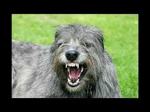 Irish Wolfhound - big dog breed