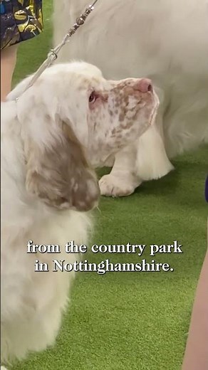Clumber Spaniel Breed Spotlight