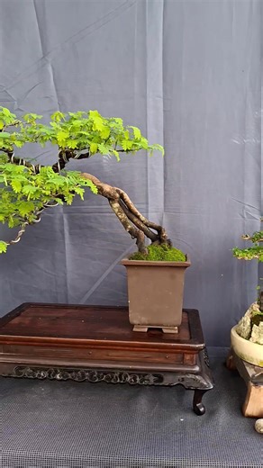 ALL NEW BONSAI EXHIBIT AND COMPETITION 2025. #fvpシviral #bonsaiworld #bonsailife #bonsai #bonsailovers #bonsaishow #bonsaiindonesia #bonsaivietnam | Ohms Bonscience