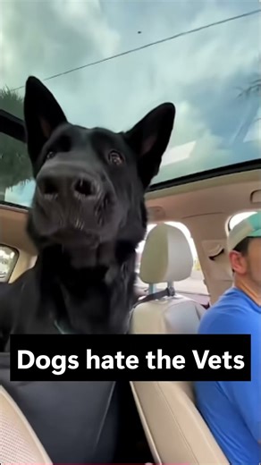 Funny Dogs Refusing to Go to the Vet | Hilarious Reactions #dogfails #funnydogs #vetvisit