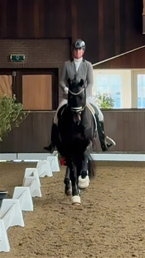 💥 𝗪𝗵𝗮𝘁 𝗮 𝗣𝗼𝘄𝗲𝗿𝗵𝗼𝘂𝘀𝗲! 💥 Our 5yo 𝗥𝗲𝗮𝗱𝘆 𝘁𝗼 𝗥𝘂𝗺𝗯𝗹𝗲 (by Le Formidable x Ampère x Negro). 😍🔥 𝗡𝗥𝗣𝗦 𝗔𝗽𝗽𝗿𝗼𝘃𝗲𝗱 ☑️ since last weekend and awarded 𝗥𝗲𝘀𝗲𝗿𝘃𝗲 𝗖𝗵𝗮𝗺𝗽𝗶𝗼𝗻 with a total score of 87%. ✨️🏆🥈 • What a Horse! What a Power! 👊🏻 He is bred by Rik van Gils & Christine Puttevils. 🫶🏻 Very happy with another fantastic approved stallion added to our stallion collection. Even more special when he is by our own @Stallion_LeFormidable! 🙏🏻🙏🏻🙏🏻 • 