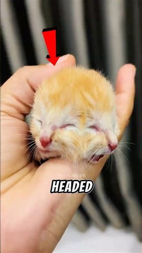 Top 5 Two-Headed Animals Caught on Camera (Number 1 Is INSANE!)