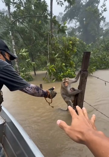 The greatest connections are built through compassion, not fear. Every life matters. 🐒❤️ #fyp #animalrescue #wildlife #kindness #viral