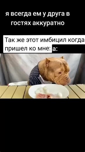 Funny Dog Vomiting Memes Compilation