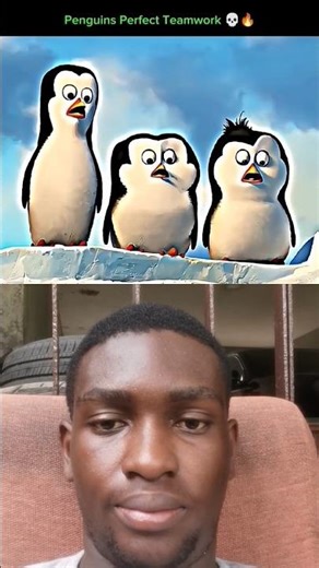 These trio are crazy Penguins!😱