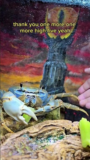 Howie wasn’t the most coordinated crab 😅 #howiethecrab