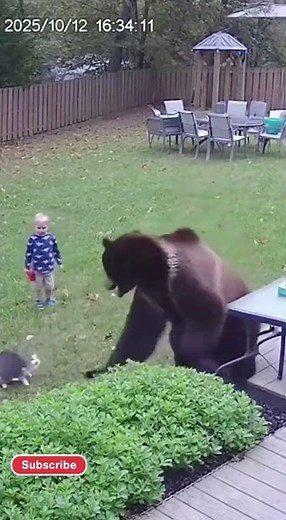 Hero cat vs bear! 🐱🐻 This brave cat saved a child from danger!