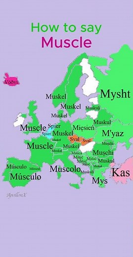 How to say Muscle | Human Body | European Languages Comparison #shorts #map #comparison #language