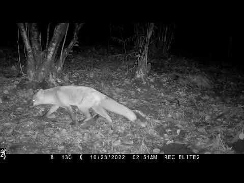 Capturing Red Foxes in the Scottish Wilderness on Trail Camera